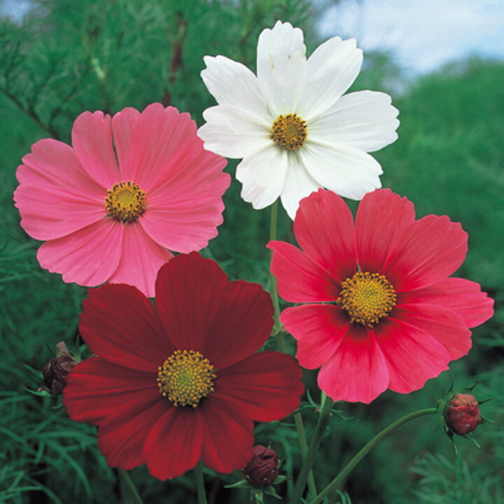 楽天市場 景観用コスモス センセーション混合 1l コスモス こすもす 中原採種場 種 たね タネ 通常5倍 5のつく日はポイント10倍 全国種苗出荷センター