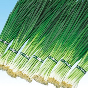 K(\n) 1L K lM ˂y̎   ^lzyʏ5{ 5̂̓|Cg10{z