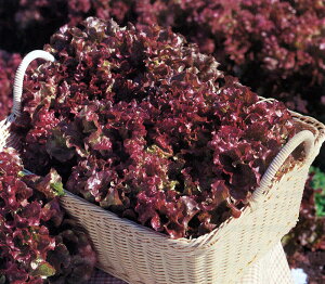 T}[[W^X PVP ybgL5痱 ^Xy^LC   ^lzyʏ5{ 5̂̓|Cg10{z