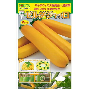 ズッキーニ 種の人気商品 通販 価格比較 価格 Com ズッキーニ 種の人気商品 通販 価格比較 価格 Com