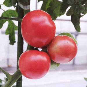 AjTY-12 100 g}g Ƃ܂ ׉ցyAOA   ^l zyʏ5{ 5̂̓|Cg10{ΏۊOi|Cg3{Œ菤iz