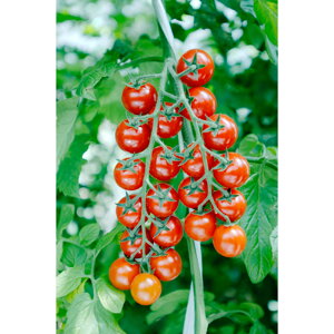 gWF_u 100 g}g Ƃ܂ ׉ցyAOA   ^l zyʏ5{ 5̂̓|Cg10{ΏۊOi|Cg3{Œ菤iz