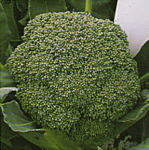 䂽32 2500 ubR[yAOA   ^l zyʏ5{ 5̂̓|Cg10{ΏۊOi|Cg3{Œ菤iz