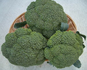 炭53 2500 ubR[yAOA   ^l zyʏ5{ 5̂̓|Cg10{ΏۊOi|Cg3{Œ菤iz