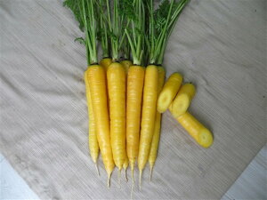 CG[XeBbNNEO R[g5000 jW ɂ񂶂 lQyAOA   ^l zyʏ5{ 5̂̓|Cg10{ΏۊOi|Cg3{Œ菤iz