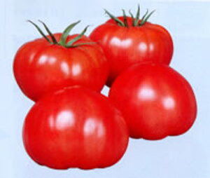 X[p[t@[Xg 100 g}g Ƃ܂ ׉ 100 g}g Ƃ܂ ׉ Oc yOc   ^l zyʏ5{ 5̂̓|Cg10{ΏۊOi|Cg3{Œ菤iz