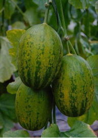 楽天市場 種類別 果実的野菜の種 全国種苗出荷センター