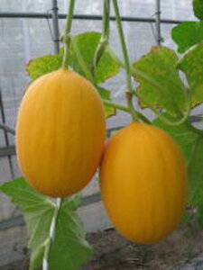 M 100 ߂  Oc yOc   ^l zyʏ5{ 5̂̓|Cg10{ΏۊOi|Cg3{Œ菤iz