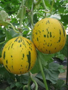 ꐯ 100 ߂  rZ 100 ߂  rZ Oc yOc   ^l zyʏ5{ 5̂̓|Cg10{ΏۊOi|Cg3{Œ菤iz