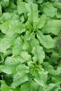 O[T 1dl^Xyt^o   ^lzyʏ5{ 5̂̓|Cg10{ΏۊOi|Cg3{Œ菤iz