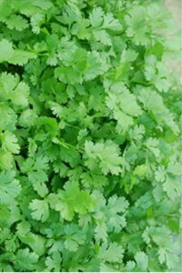 GXjJ 1DL n[uyt^o   ^lzyʏ5{ 5̂̓|Cg10{ΏۊOi|Cg3{Œ菤iz