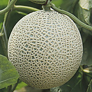 A[X_X tHn  100 ߂  rZy_   ^lzyʏ5{ 5̂̓|Cg10{ΏۊOi|Cg3{Œ菤iz