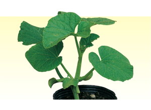  KCA() y 100  _CM y_   ^lzyʏ5{ 5̂̓|Cg10{ΏۊOi|Cg3{Œ菤iz