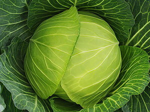 ͂1 2000 LxcyΈ   ^l zyʏ5{ 5̂̓|Cg10{z