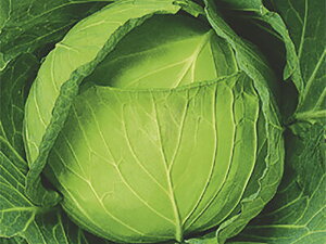 YR���Ԃ� �R�[�g5000�� �L���x�c�y�Έ���� �� ���� �^�l �z�y�ʏ�5�{ 5�̂����̓|�C���g10�{�z