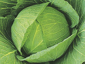 YRԂ2 2000 LxcyΈ   ^l zyʏ5{ 5̂̓|Cg10{z