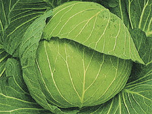 g R[g5000 LxcyΈ   ^l zyʏ5{ 5̂̓|Cg10{z