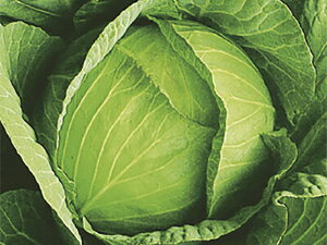 2 2000 LxcyΈ   ^l zyʏ5{ 5̂̓|Cg10{z