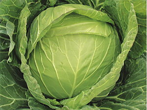 z R[g5000 LxcyΈ   ^l zyʏ5{ 5̂̓|Cg10{z