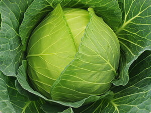 悵 2000 LxcyΈ   ^l zyʏ5{ 5̂̓|Cg10{z