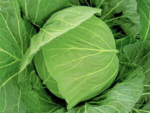 YRt R[g5000 LxcyΈ   ^l zyʏ5{ 5̂̓|Cg10{z