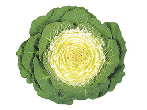  1000 tO n{^ ͂ڂyΈ   ^lzyʏ5{ 5̂̓|Cg10{z