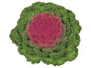 Ԃ1 1000 tO n{^ ͂ڂyΈ   ^lzyʏ5{ 5̂̓|Cg10{z