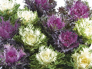 AX 1000 tO n{^ ͂ڂyΈ   ^lzyʏ5{ 5̂̓|Cg10{z