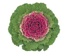 g 1000 tO n{^ ͂ڂyΈ   ^lzyʏ5{ 5̂̓|Cg10{z