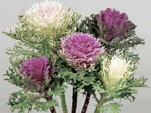 ATu 1000 tO n{^ ͂ڂyΈ   ^lzyʏ5{ 5̂̓|Cg10{z