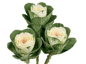 GA[ 1000 tO n{^ ͂ڂyΈ   ^lzyʏ5{ 5̂̓|Cg10{z