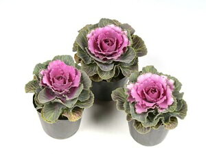 Tj[fC 1000 tO n{^ ͂ڂyΈ   ^lzyʏ5{ 5̂̓|Cg10{z