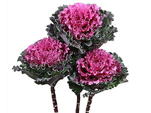 t@[XgfB 1000 tO n{^ ͂ڂyΈ   ^lzyʏ5{ 5̂̓|Cg10{z