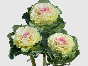 zCgfBimp. 1000 tO n{^ ͂ڂyΈ   ^lzyʏ5{ 5̂̓|Cg10{z