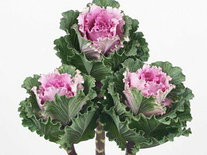 s[`fB 1000 tO n{^ ͂ڂyΈ   ^lzyʏ5{ 5̂̓|Cg10{z