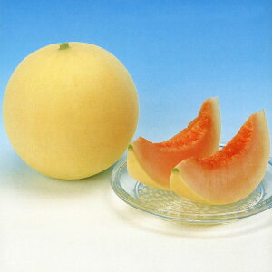 AJvR 100 ߂  rZyюc   ^lzyʏ5{ 5̂̓|Cg10{ΏۊOi|Cg3{Œ菤iz