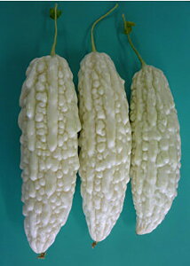 ojLbY 100 jKE ɂ Zyюc   ^lzyʏ5{ 5̂̓|Cg10{ΏۊOi|Cg3{Œ菤iz