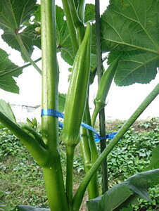 ݂ǂ 1L IN  yюc   ^lzyʏ5{ 5̂̓|Cg10{ΏۊOi|Cg3{Œ菤iz