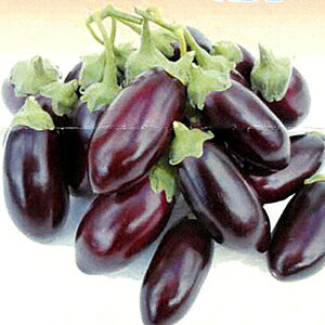 ڂ֎q 100 iX Ȃ ֎qyюc   ^lzyʏ5{ 5̂̓|Cg10{ΏۊOi|Cg3{Œ菤iz