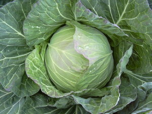 ϊtG[X 20ml Lxcyюc   ^lzyʏ5{ 5̂̓|Cg10{ΏۊOi|Cg3{Œ菤iz