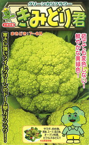 ݂ǂN 1000 Jt[yюc   ^lzyʏ5{ 5̂̓|Cg10{ΏۊOi|Cg3{Œ菤iz