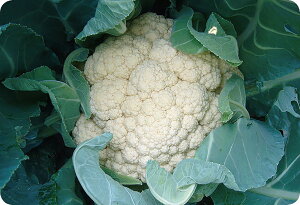 bvX^[ 20ml Jt[yюc   ^lzyʏ5{ 5̂̓|Cg10{ΏۊOi|Cg3{Œ菤iz