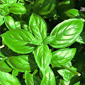 JsI[l R[gl1000 oWyюc   ^lzyʏ5{ 5̂̓|Cg10{ΏۊOi|Cg3{Œ菤iz