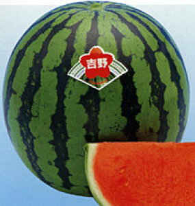 g 200 XCJ  Zy_c_   ^l zyʏ5{ 5̂̓|Cg10{z