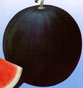 z 200 XCJ  Zy_c_   ^l zyʏ5{ 5̂̓|Cg10{z