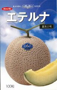 Gei(Čn2) 100 ߂  rZy_c_   ^l zyʏ5{ 5̂̓|Cg10{z