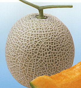 W[jAX 100 ߂  rZy_c_   ^l zyʏ5{ 5̂̓|Cg10{z