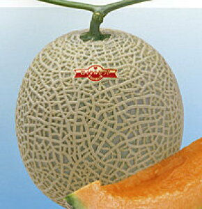 Cbh 100 ߂  rZy_c_   ^l zyʏ5{ 5̂̓|Cg10{z