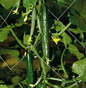 ͂邳 20ml ӉZ LE イ y_c_   ^l zyʏ5{ 5̂̓|Cg10{z