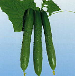 ߐn 20ml ӉZ LE イ y_c_   ^l zyʏ5{ 5̂̓|Cg10{z